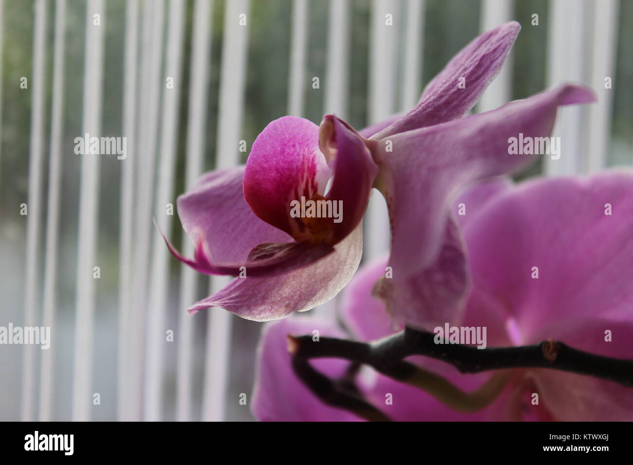 Orchidée violette close-up à côté de la fenêtre Banque D'Images