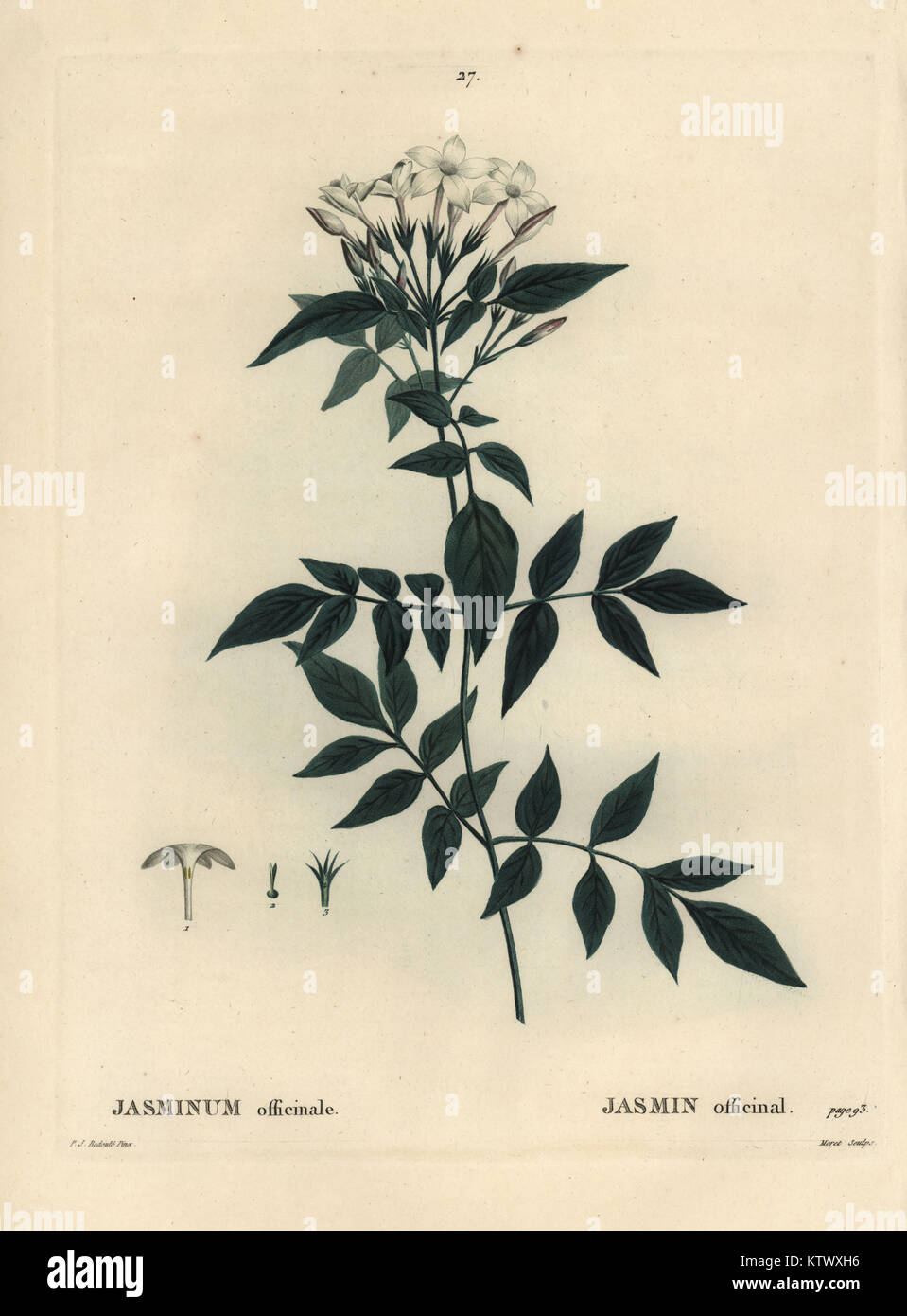 Jasmin, Jasminum officinale. Gravure coloriée à crépi par Moret après une illustration par Pierre-Joseph redoute de Henri Louis Duhamel du Monceau, traite des arbres et arbustes, Paris, 1804-1819. Banque D'Images