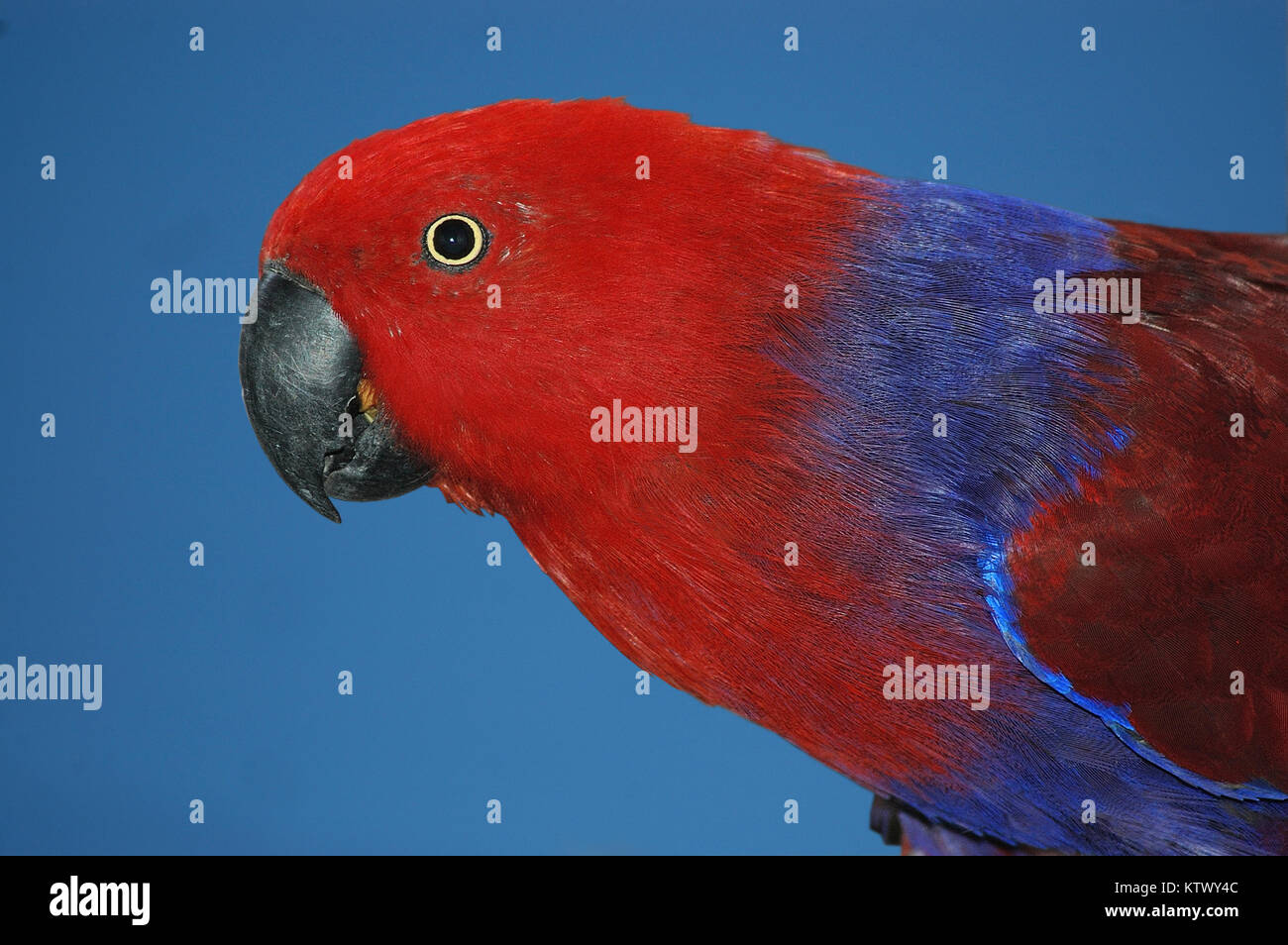 Portrait of male Australian red-verso, perroquet Eclectus roratus Banque D'Images