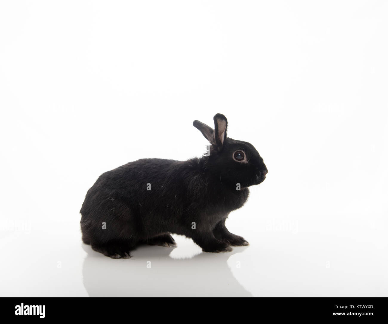 Lapin noir sur fond blanc avec la réflexion Banque D'Images