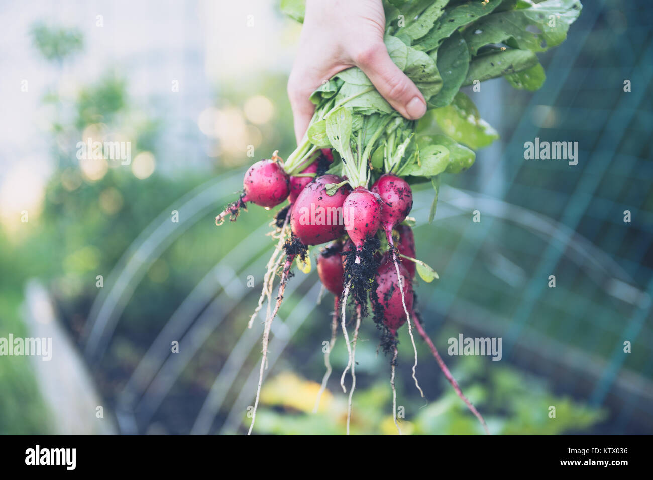 Les radis biologiques fraîchement cueillies Banque D'Images