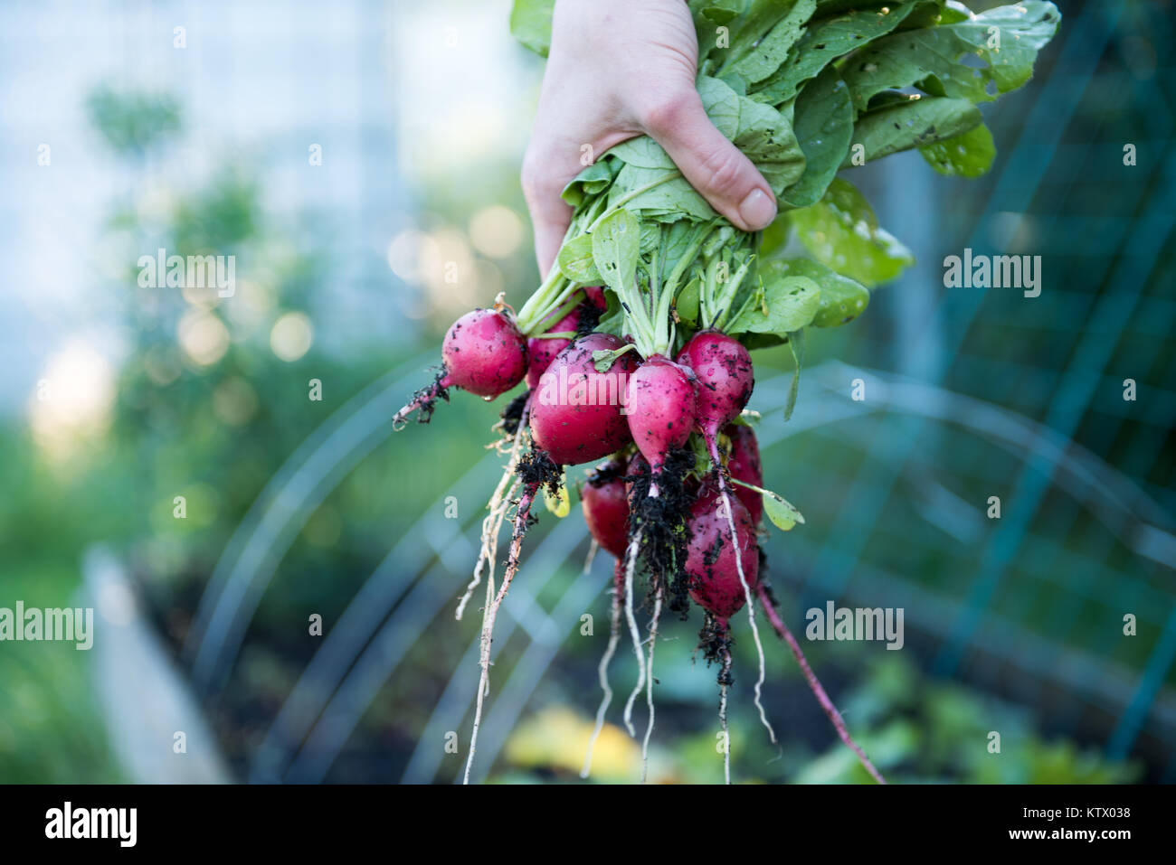 Les radis biologiques fraîchement cueillies Banque D'Images