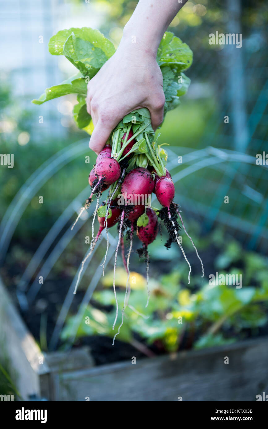 Les radis biologiques fraîchement cueillies Banque D'Images