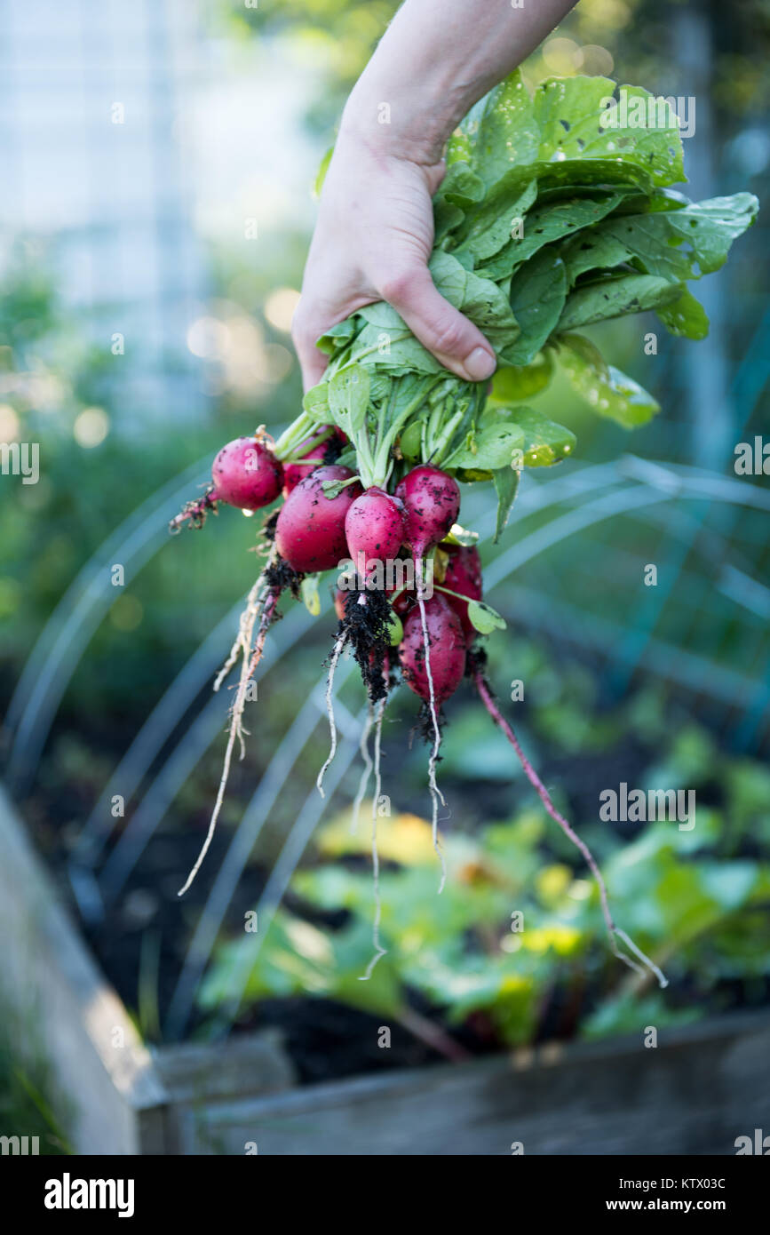 Les radis biologiques fraîchement cueillies Banque D'Images