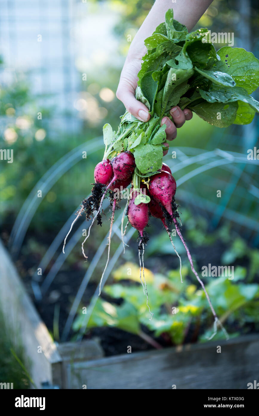 Les radis biologiques fraîchement cueillies Banque D'Images