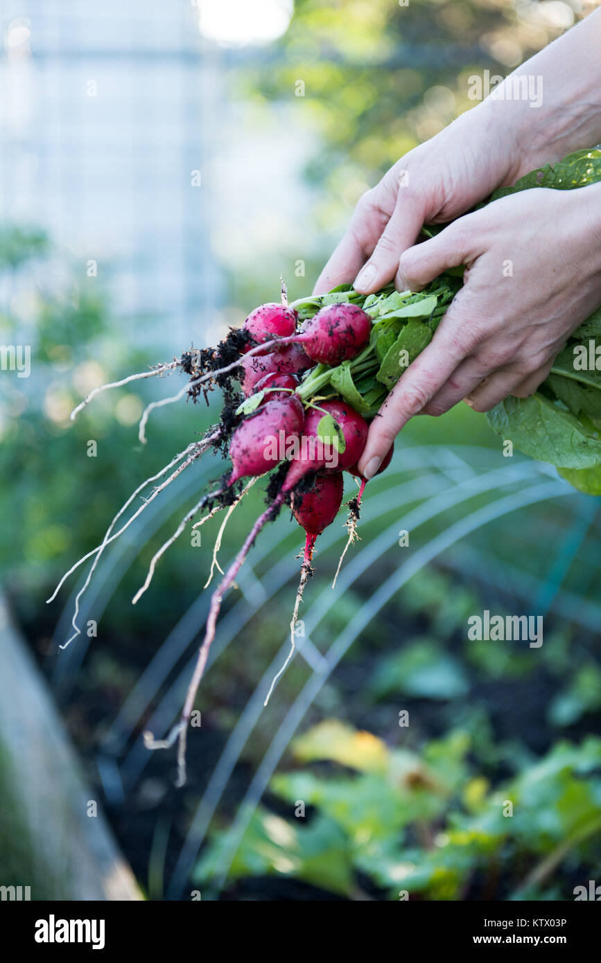 Les radis biologiques fraîchement cueillies Banque D'Images