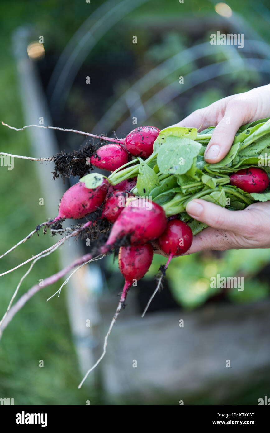 Les radis biologiques fraîchement cueillies Banque D'Images