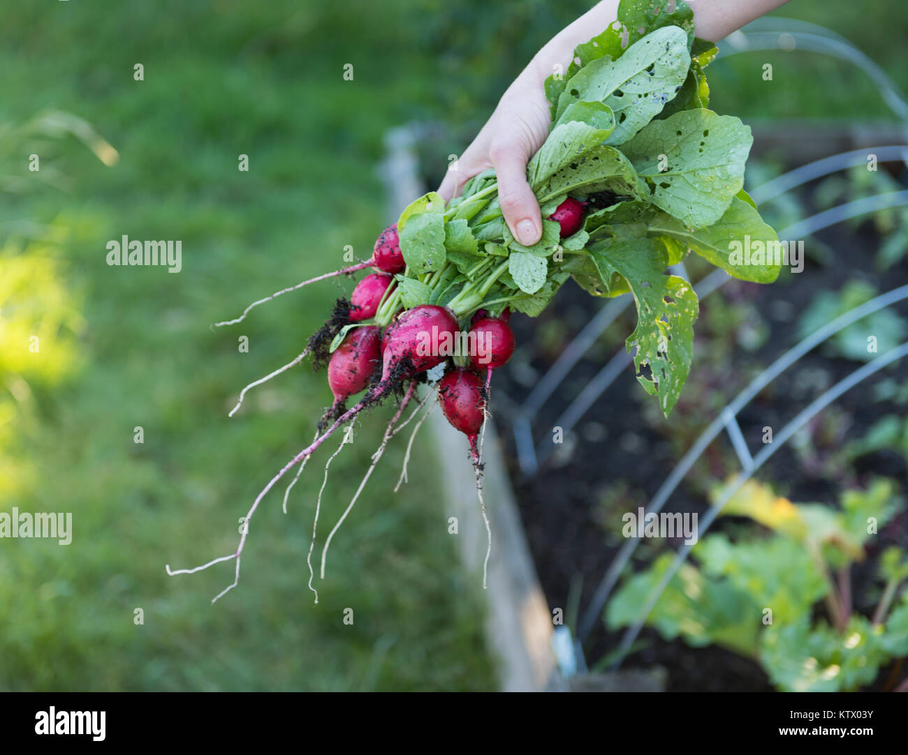 Les radis biologiques fraîchement cueillies Banque D'Images