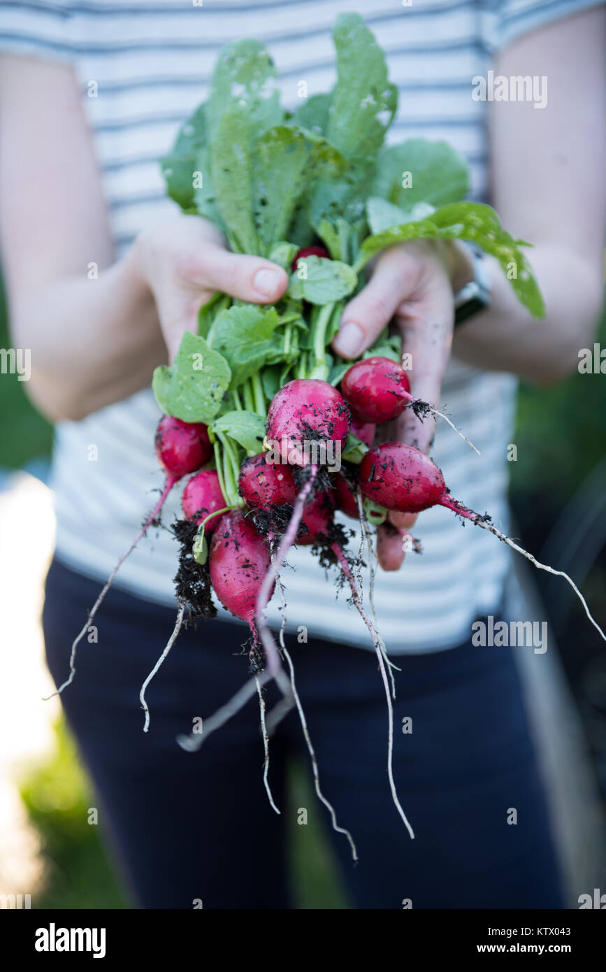 Les radis biologiques fraîchement cueillies Banque D'Images