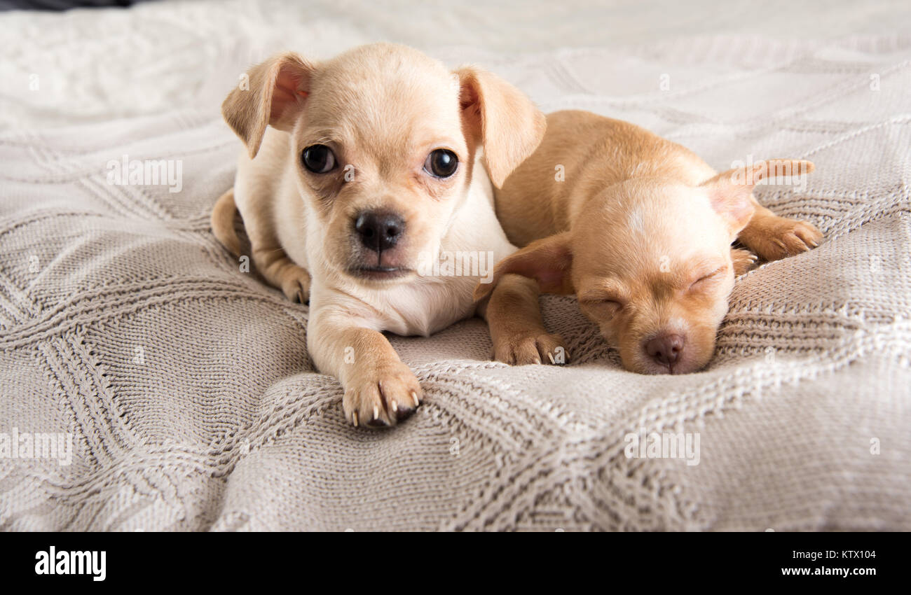 Petit Chihuahua Puppies Relaxing on Blanket Banque D'Images