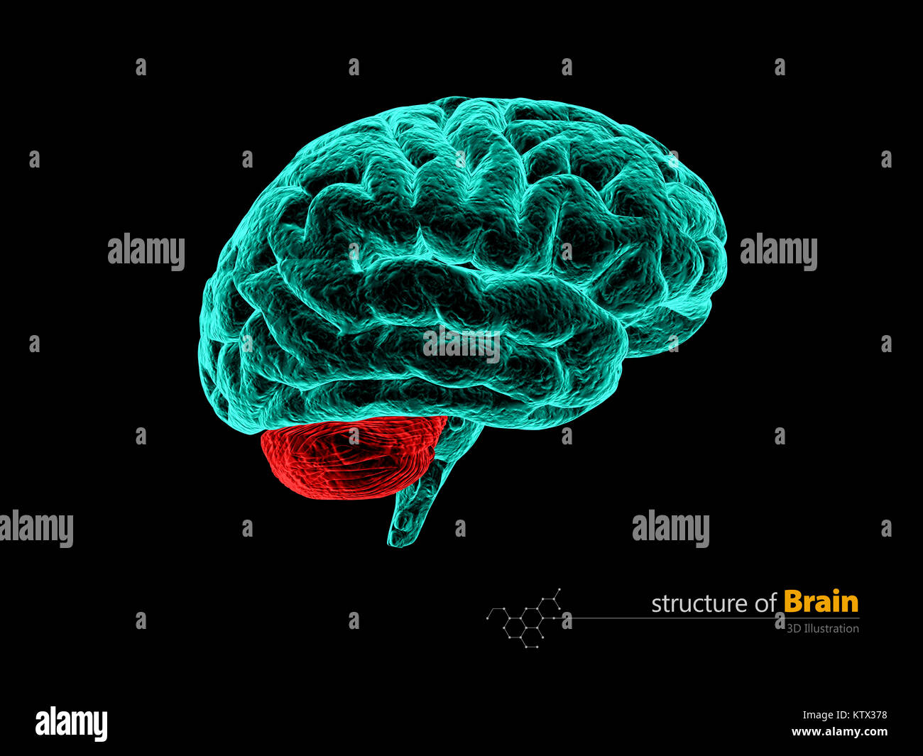 Cerveau humain cerebelum, anatomie de la structure. L'anatomie du cerveau humain 3d illustration. Banque D'Images