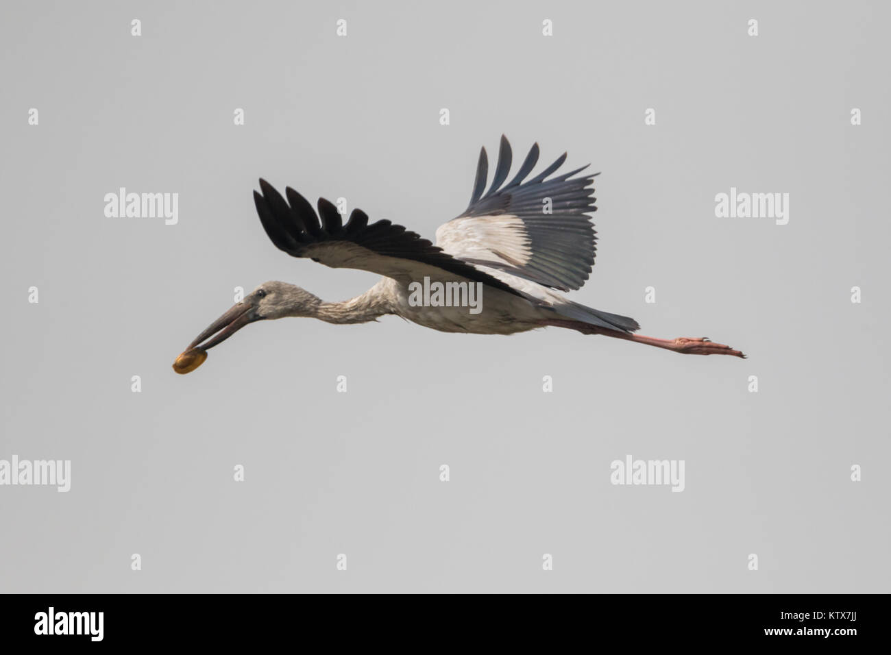 Asian openbill Anastomus oscitante (Stork), volant dans l'air avec snail dans son bec à Bhigwan, Pune, Inde. Banque D'Images