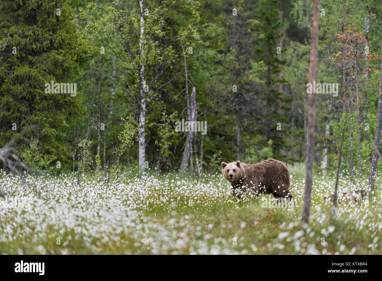 L'ours brun (Ursus arctos arctos) adulte, debout sur l'herbe en coton rempli de marais de la taïga, Finlande, Europe, Suomussalmi Banque D'Images