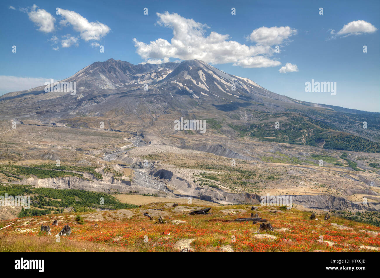 Mont Saint Helens de fleurs sauvages, le Mont Saint Helens Monument Volcanique National, l'État de Washington, États-Unis d'Amérique, Amérique du Nord Banque D'Images