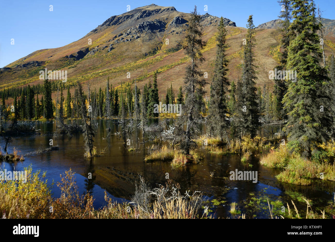 Étang de castors et les montagnes en couleurs d'automne le long de la route Dempster, le parc territorial Tombstone, Yukon, Canada Banque D'Images