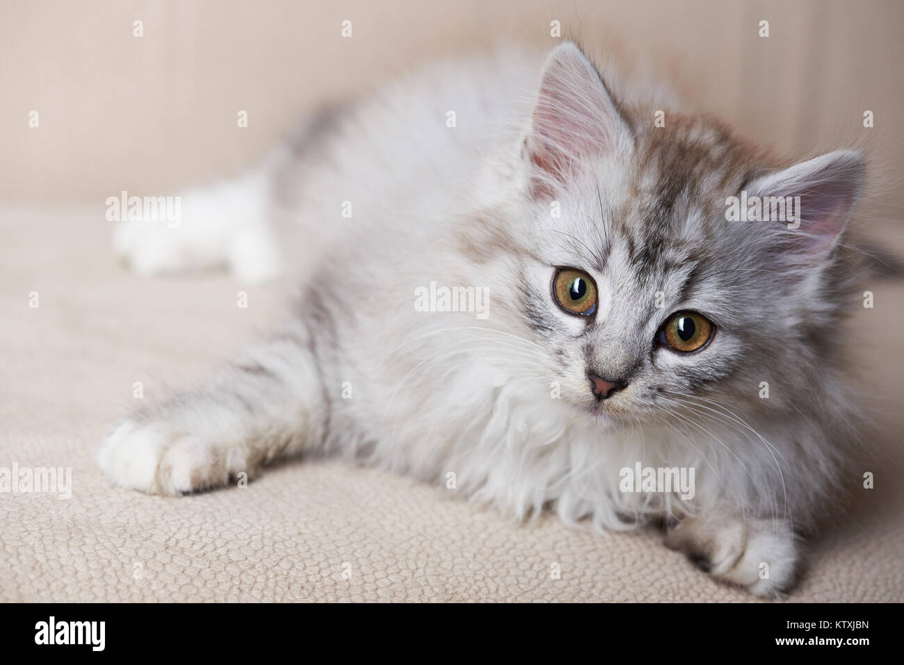 Fluffy playful grey kitty le poser sur la table marron Banque D'Images