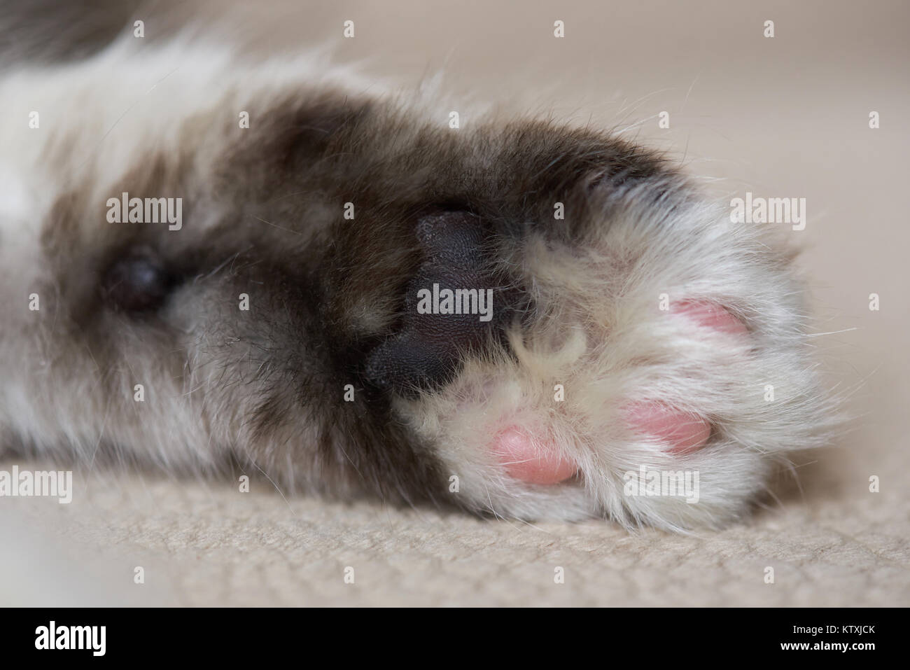 Chat gris de macro paw palm. Fluffy kitty paw Banque D'Images