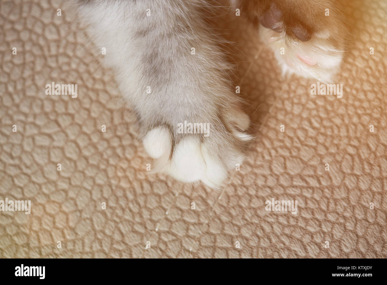 Patte de chat sur tapis close-up. Macro de kitty avec patte griffe blanche Banque D'Images