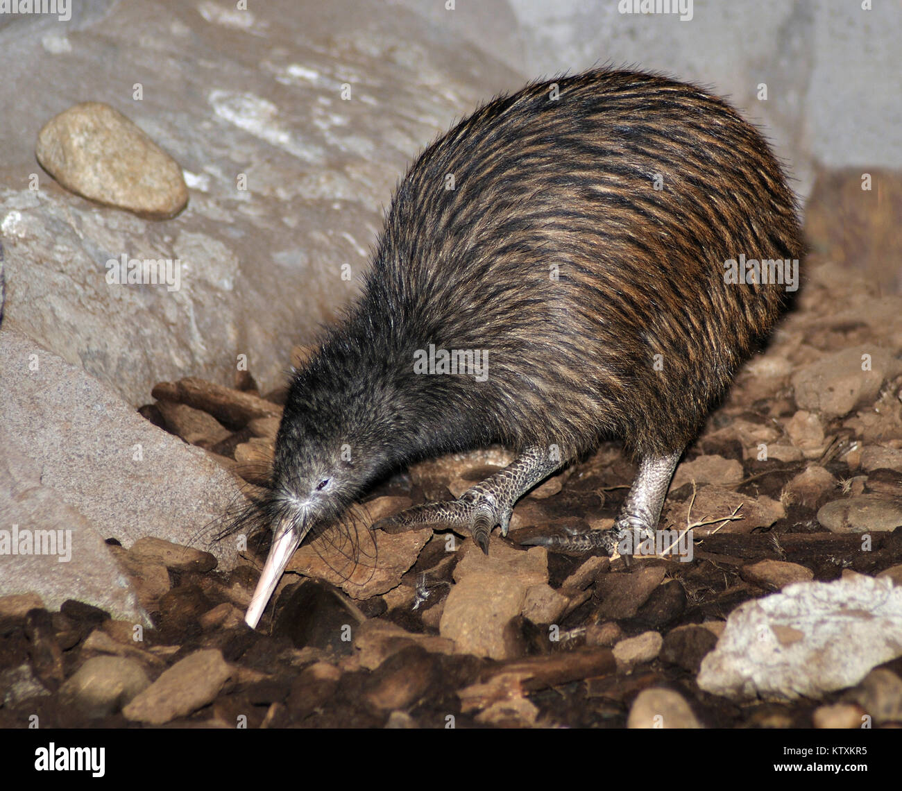 L'Île du Nord, Apteryx australis kiwi brun, de recherche de nourriture pour les vers Banque D'Images L'Île du Nord, Apteryx australis kiwi brun, de recherche de nourriture pour les vers Banque D'Images