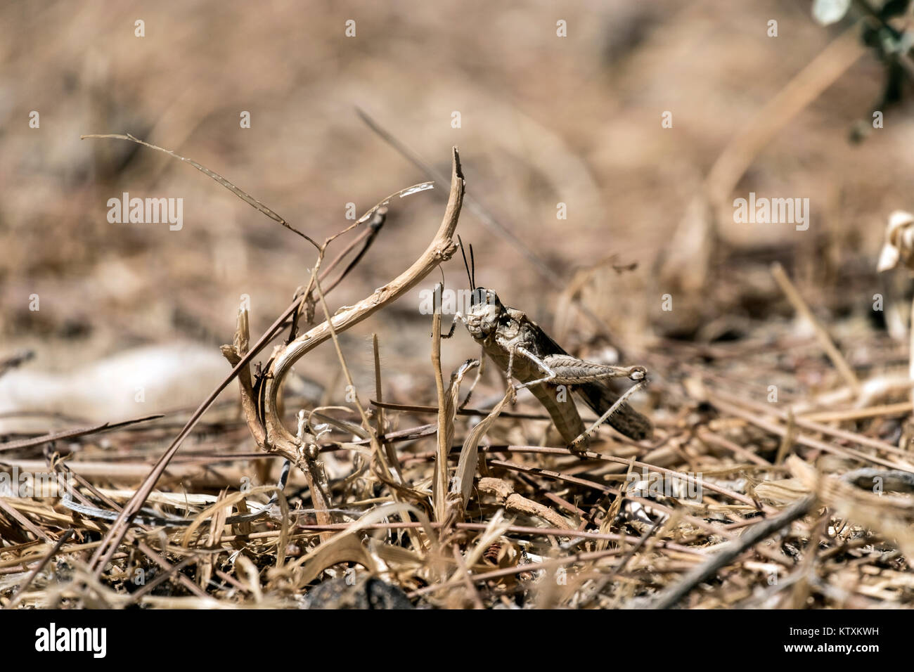 Criquet pèlerin s'est caché dans les herbes sèches (Sphingonotus octofasciatus) Banque D'Images