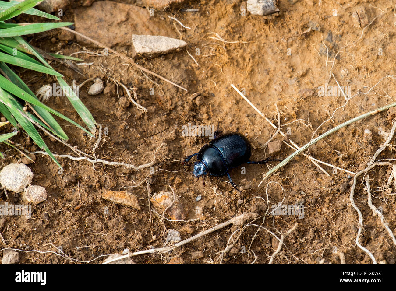 Dor ponderosa se hisse sur des terres humides (Anoplotrupes stercorosus) Banque D'Images