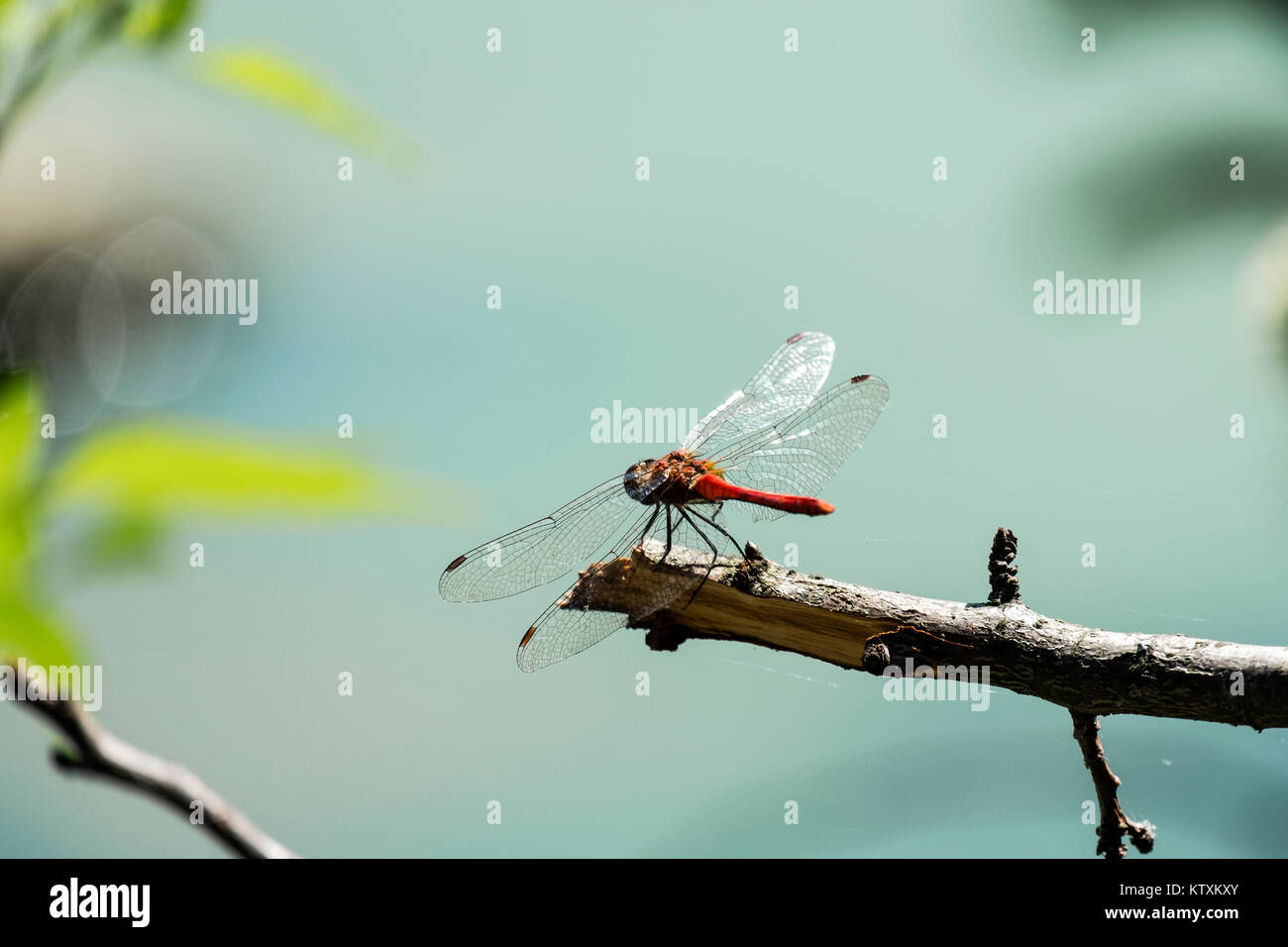 La libellule rouge mâle ruddy vert se trouve sur une branche (Sympetrum sanguineum) Banque D'Images