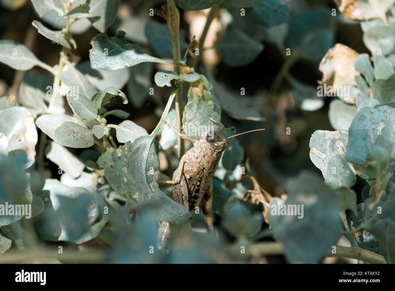 Séance de criquets migrateurs parmi le vert feuillage de la brousse (Locusta migratoria) Banque D'Images