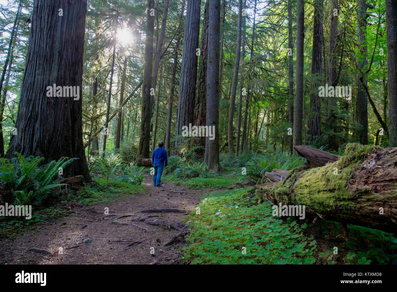 Une des randonnées touristiques près de la North Umpqua Wild and Scenic River le 9 mai 2015 dans l'Oregon. Banque D'Images