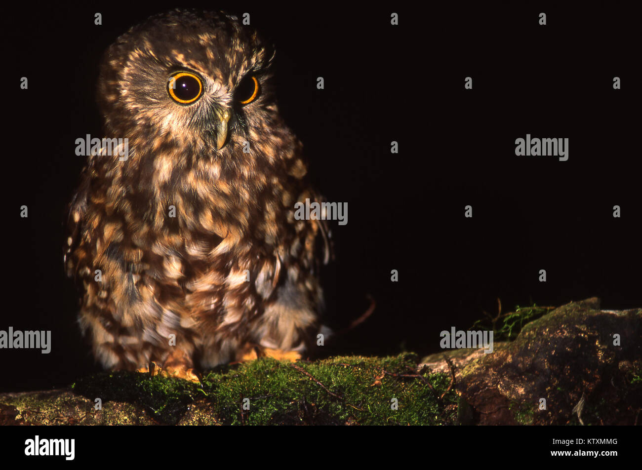 Originaire de Nouvelle-Zélande, l'owl Ninox novaeseelandiae Morepork, Banque D'Images