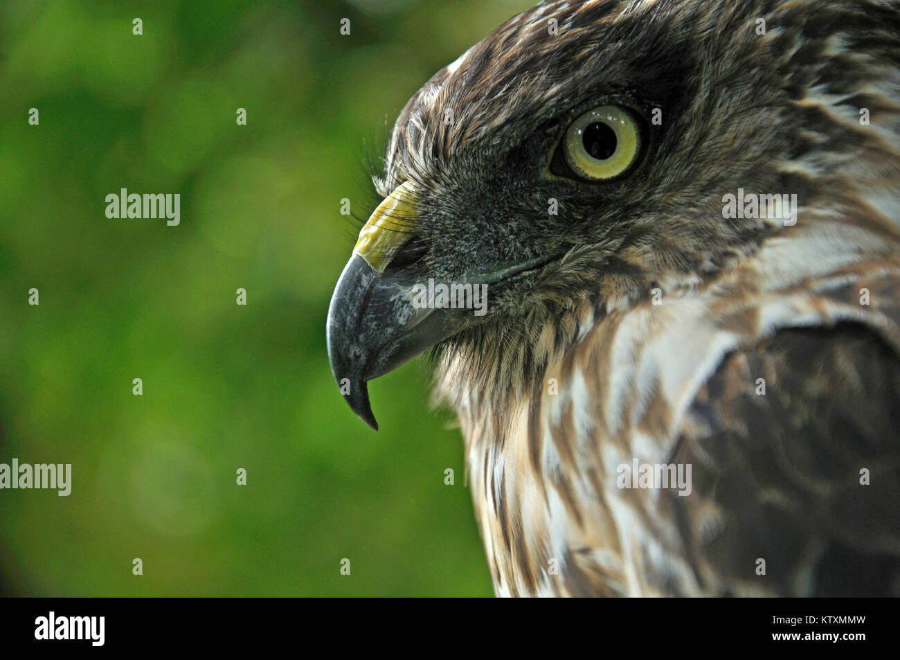 Portrait d'Australasie, Hawk Harrier Circus approximans, Nouvelle-Zélande Banque D'Images