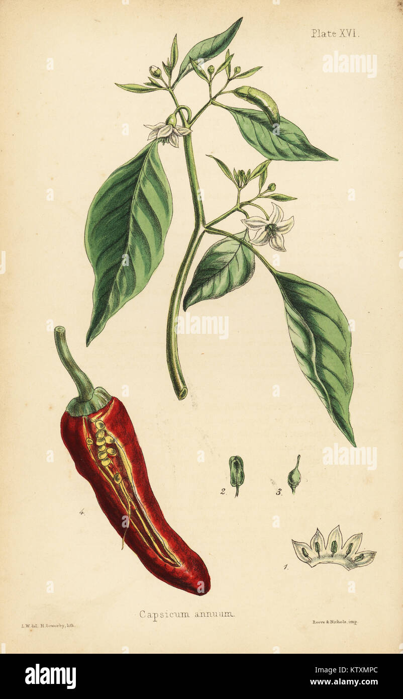 Chilly pepper, Capsicum annuum. Lithographie coloriée par Henry baleine après une illustration par L.W. à partir de la flore de l'île Hamilton, Homeopathica Bailliere, Londres, 1852. Banque D'Images