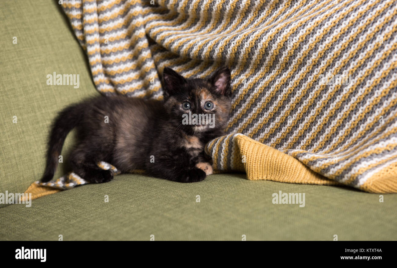 Petite Écaille chaton sur fauteuil vert Banque D'Images