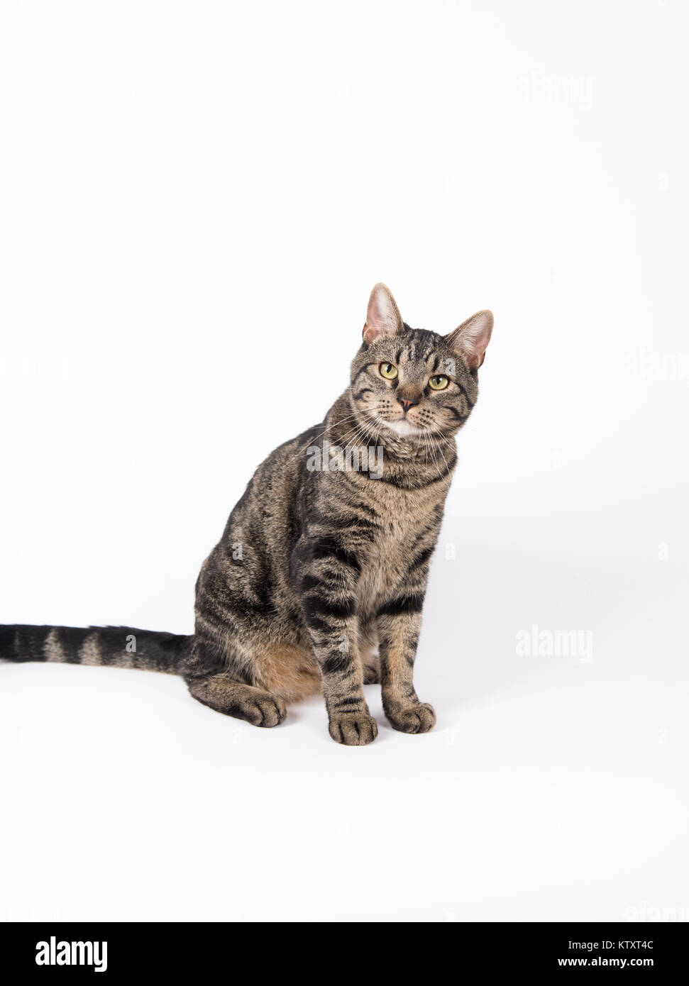 Grand Chat Tigre Gris Sur Fond Blanc Photo Stock Alamy Grand Chat Tigre Gris Sur Fond Blanc Photo Stock Alamy