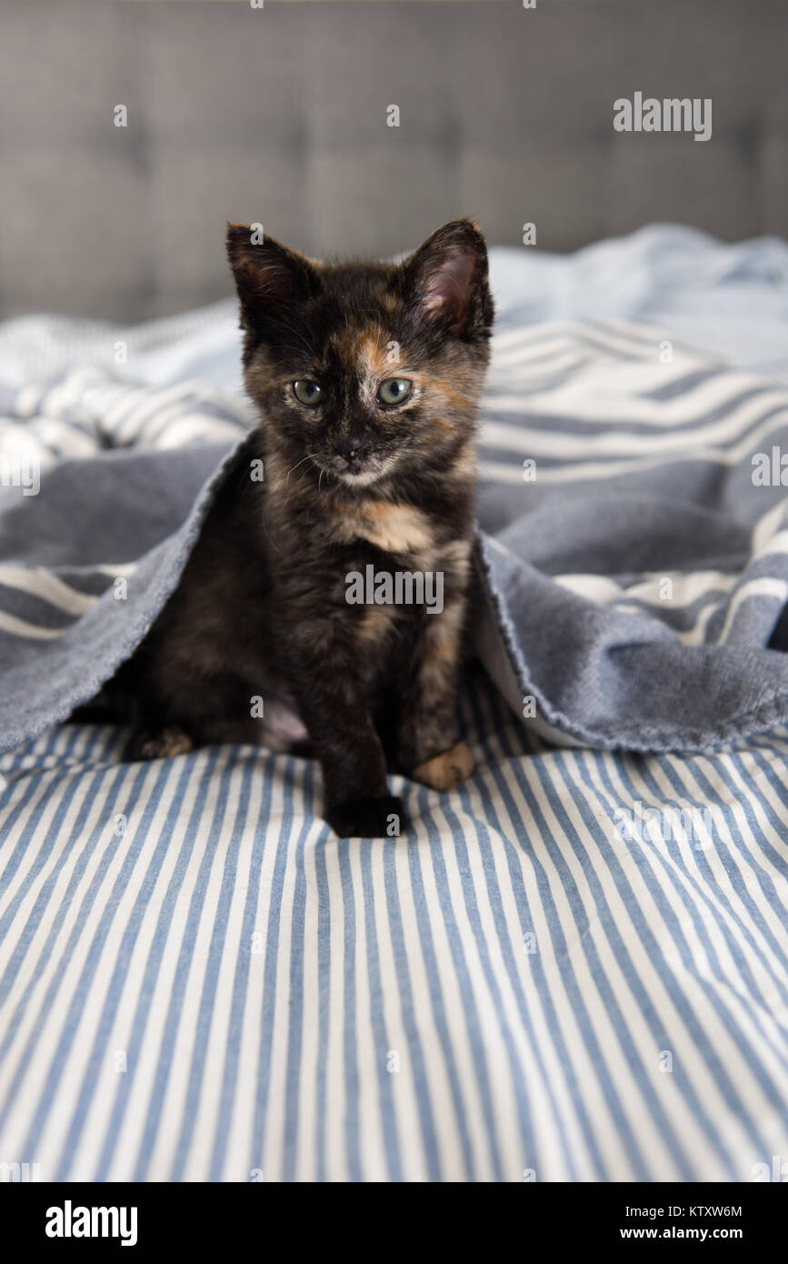 Adorable petite écaille chaton assis sur le lit à rayures Banque D'Images