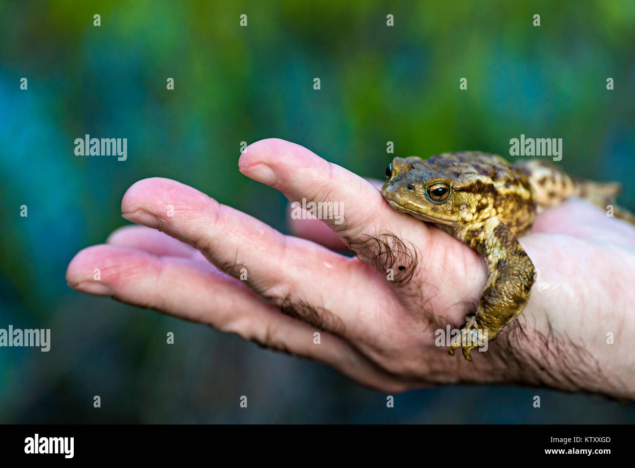 Petite grenouille dans une main humaine. Homme tenant une grenouille Banque D'Images
