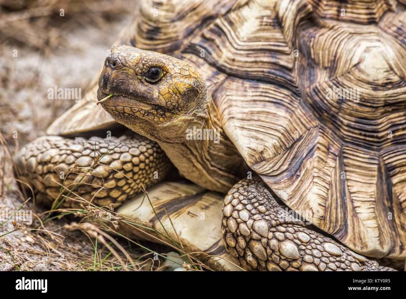 Près d'une tortue géante d'Aldabra (Aldabrachelys gigantea) Banque D'Images