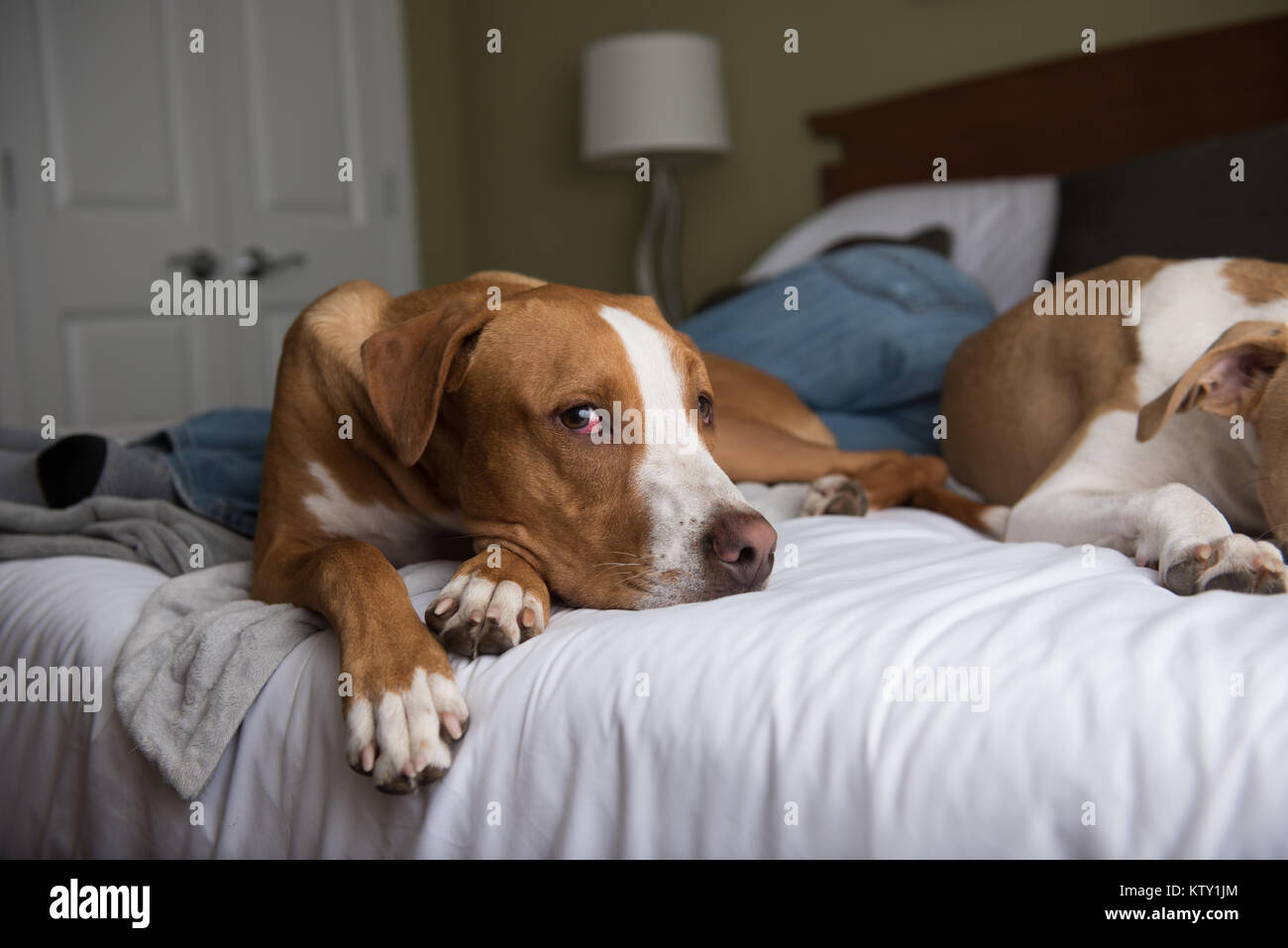 Jeune black dog Sleeping on bed at Dog Friendly Hotel Banque D'Images