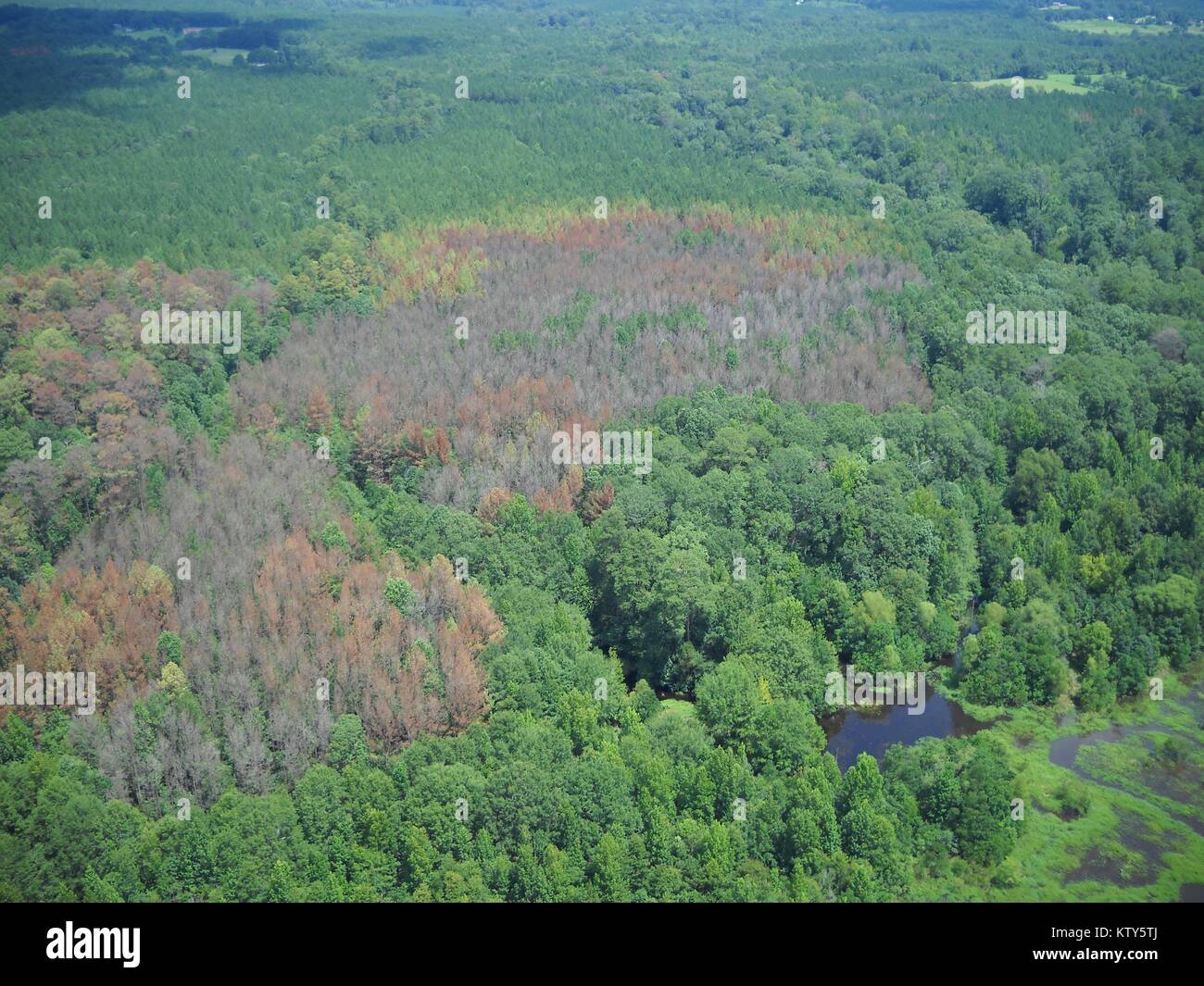 Vue aérienne des arbres endommagés par le sud du pin ponderosa dans la forêt nationale de Bienville, 21 décembre 2017 près de South Forest, Mississippi. Banque D'Images