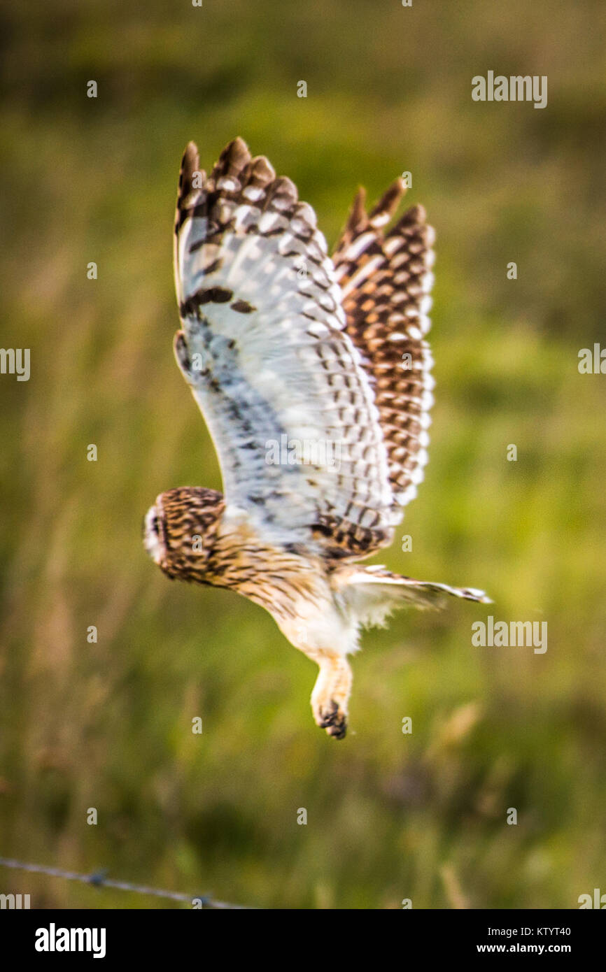 Short-Eared hawaïenne Owl aka Pueo Banque D'Images