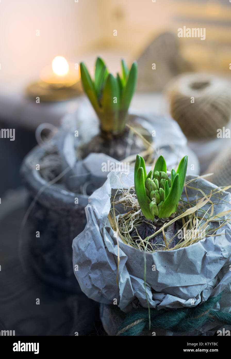 Deux plantes jacinthe dans du papier d'emballage et une bougie à l'intérieur  Photo Stock - Alamy