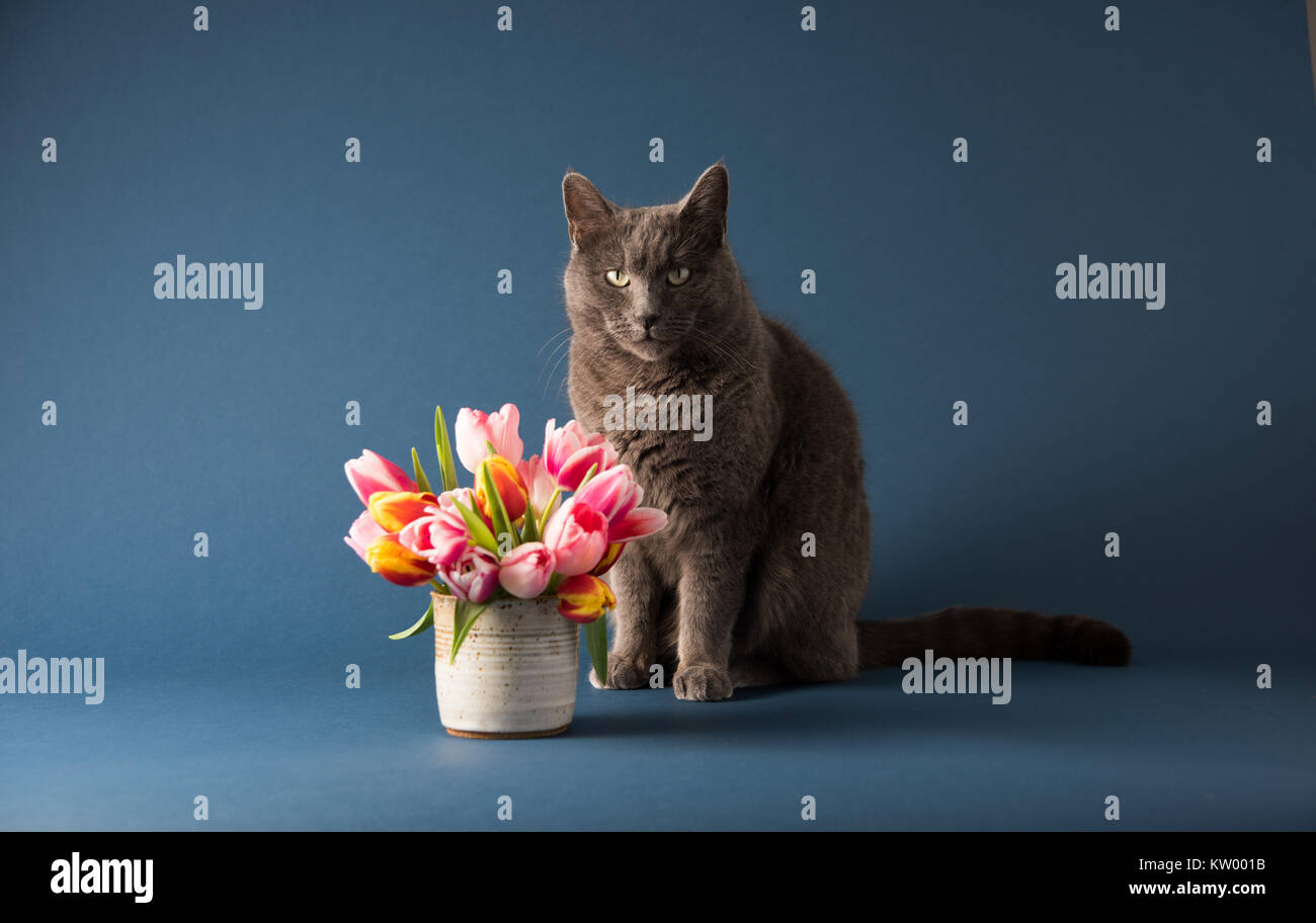Chat gris assis à côté de bouquet de tulipes Banque D'Images