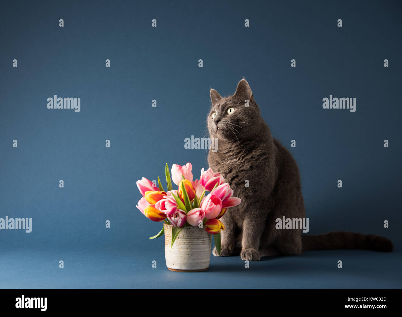 Chat gris assis à côté de bouquet de tulipes Banque D'Images