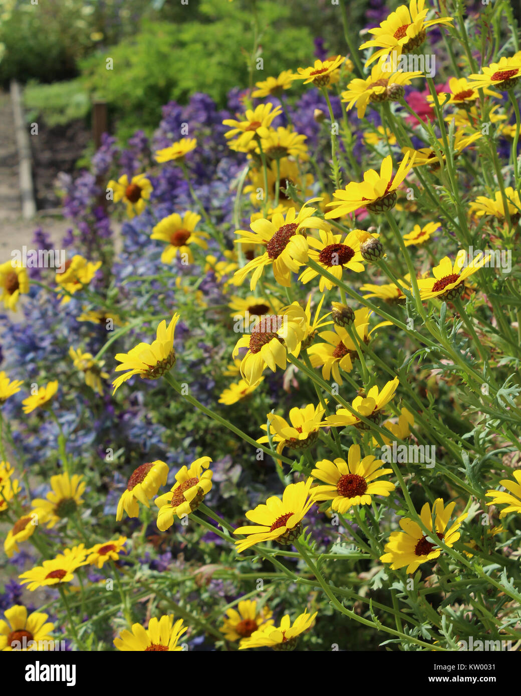 Un bel été herbeceous lit fleur jaune et bleu avec margeurites sauges. Banque D'Images