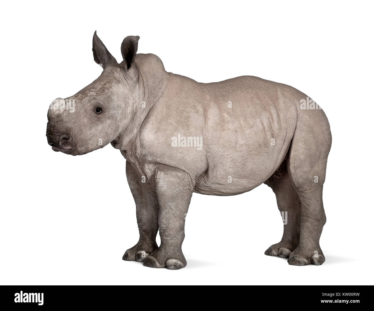 Les jeunes rhinocéros blanc ou Square-lipped rhinoceros - Ceratotherium simum (2 mois) en face d'un fond blanc Banque D'Images