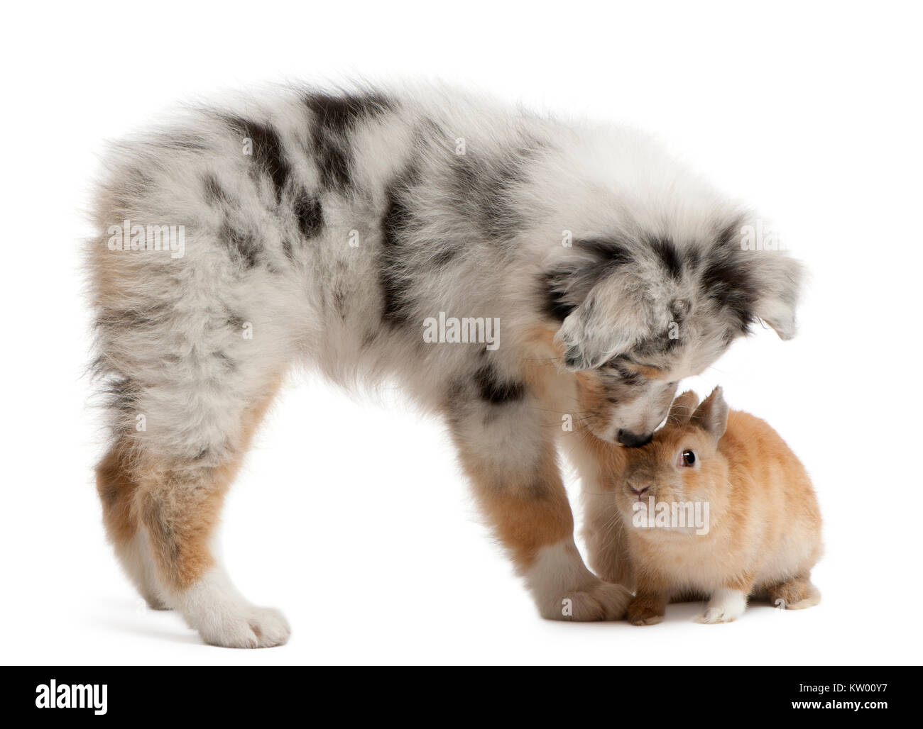 Chiot Berger Australien Bleu Merle à jouer avec le lapin, in front of white background Banque D'Images