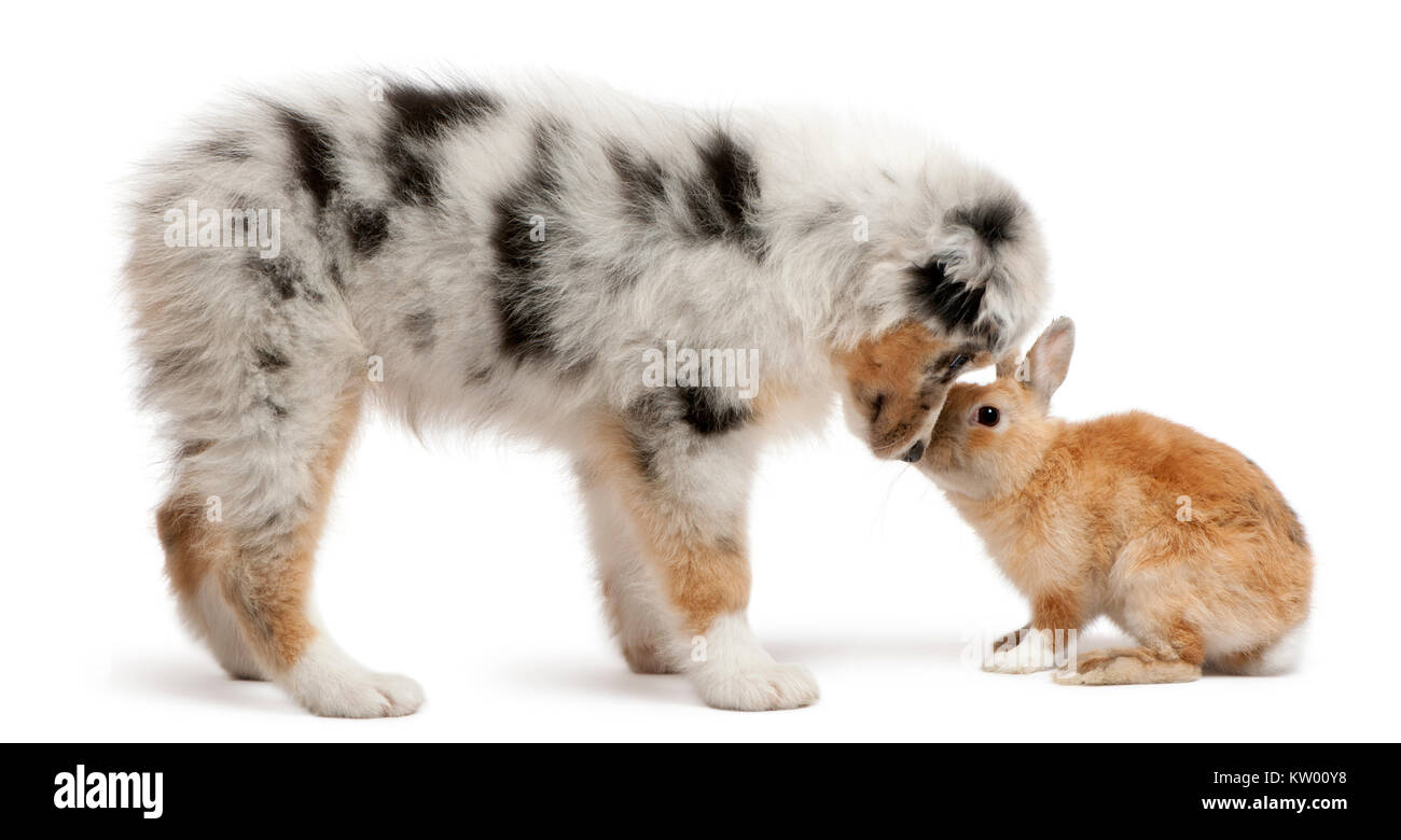 Chiot Berger Australien Bleu Merle face à face avec lapin, in front of white background Banque D'Images