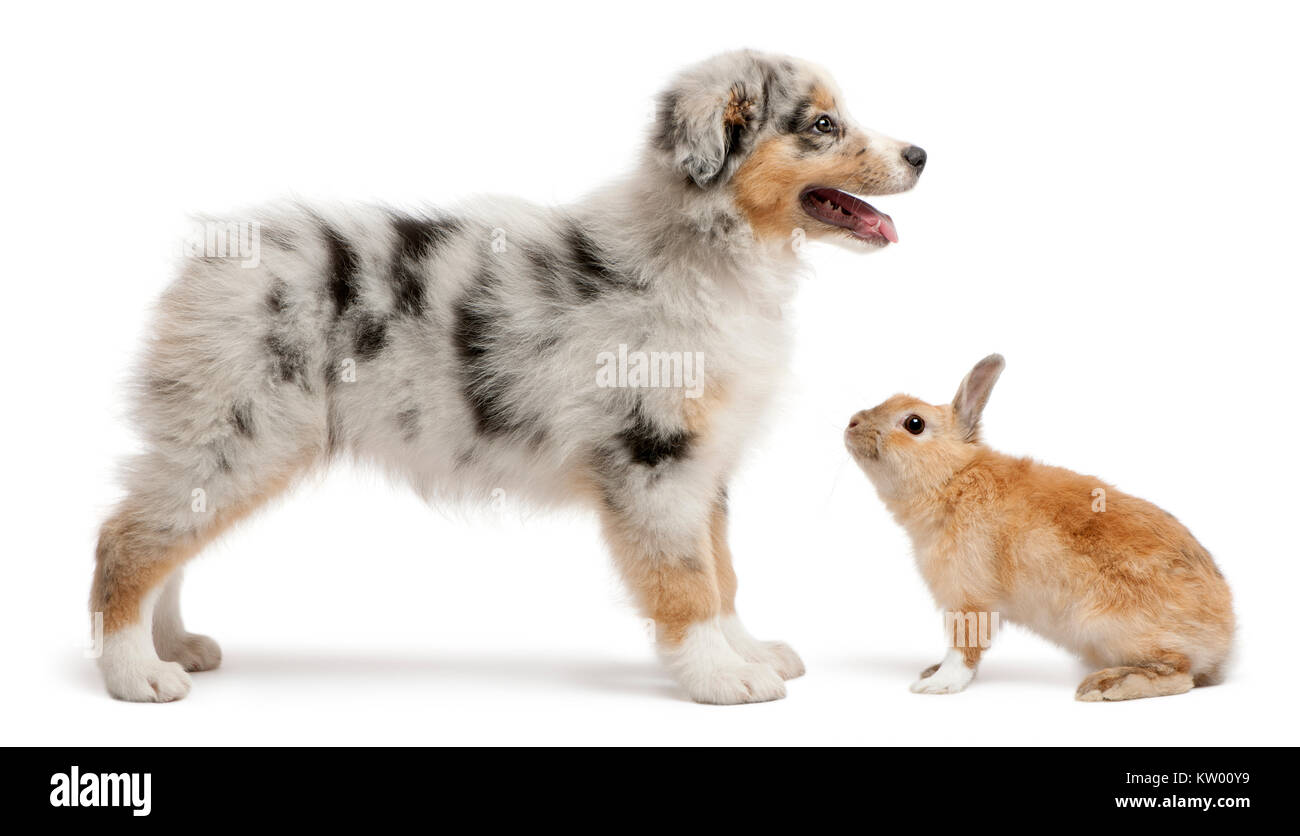 Chiot Berger Australien Bleu Merle à jouer avec le lapin, in front of white background Banque D'Images