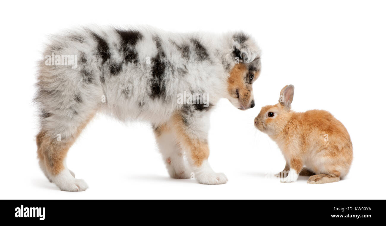 Chiot Berger Australien Bleu Merle face à face avec lapin, in front of white background Banque D'Images