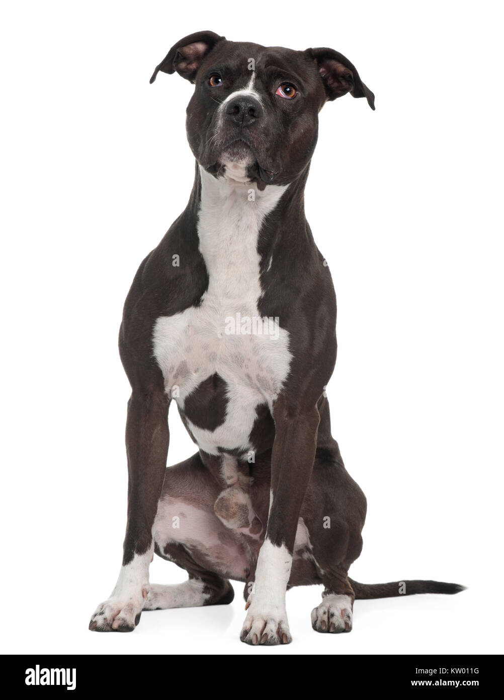 American Pit Bull Terrier, 5 ans, in front of white background Banque D'Images