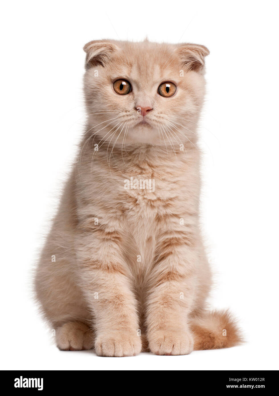 Scottish Fold chaton, 1 mois, in front of white background Banque D'Images